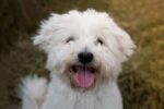 Nearby Bichon Frise Puppy