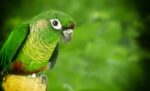 Green Cheek Conure