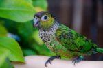 Black Capped Conure