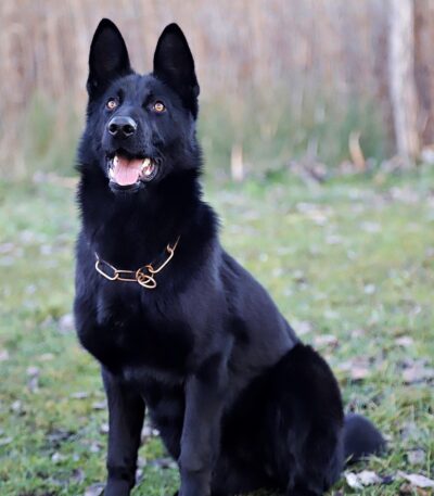 German Shepherd Puppy | Pure Black