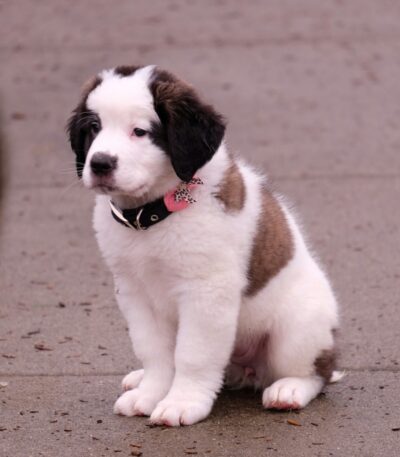 Nearby Saint Bernard Puppy