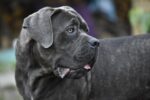 Nearby Cane Corso Puppy - Image 8