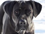 Nearby Cane Corso Puppy - Image 6