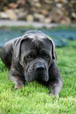 Nearby Cane Corso Puppy