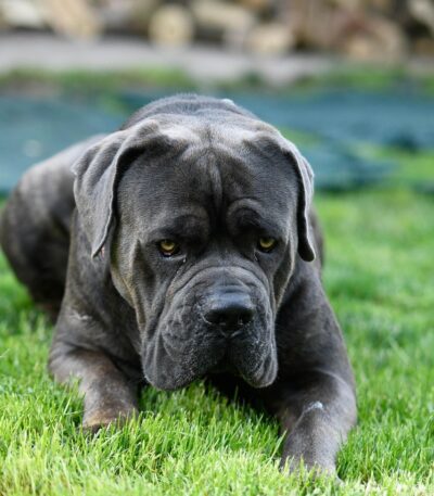 Nearby Cane Corso Puppy