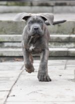 Nearby Cane Corso Puppy