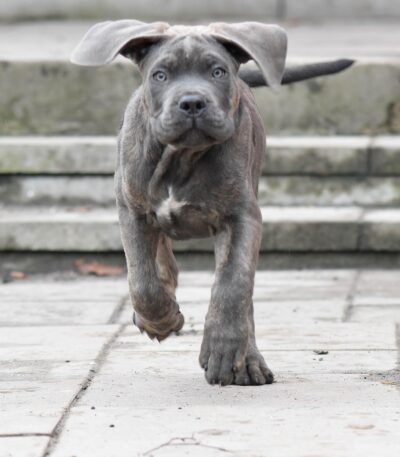 Nearby Cane Corso Puppy