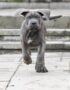 Nearby Cane Corso Puppy