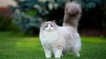 Nearby Ragdoll Cats & Kittens - Image 6