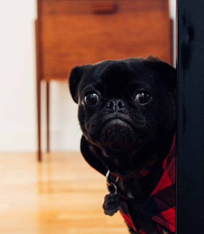 Black Pug color puppy