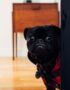Black Pug color puppy