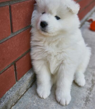 White Samoyed