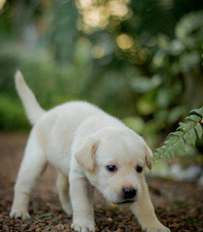 Nearby White Labrador Retriever Color puppy