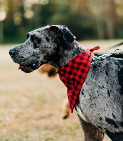 Nearby Harlequin Great Dane puppy
