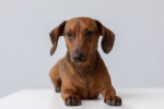 Nearby Dachshund Puppy | Chocolate & Tan