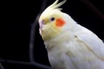 Cockatiel | Lutino