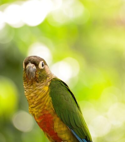 Green Cheek Conure