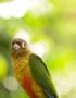 Green Cheek Conure