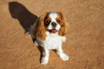 Nearby Cavalier King Charles Spaniel Puppy