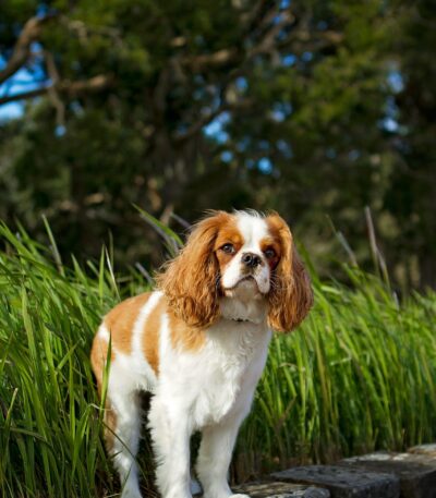 Nearby Cavalier King Charles Spaniel Puppy