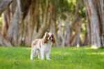 Nearby Cavalier King Charles Spaniel Puppy