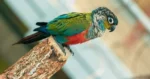 Crimson Bellied Conure