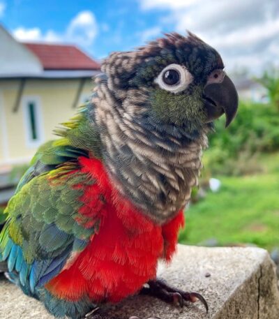 Crimson Bellied Conure