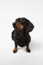 Nearby Dachshund Puppy | Black & Tan Color