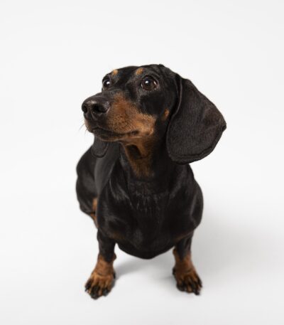 Nearby Dachshund Puppy | Black & Tan Color