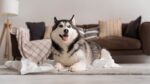 Nearby Siberian Husky | Black & White Color With Brown Eye