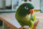 Blue Crown Conure | Nearby Pets India