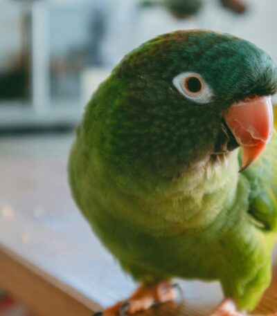 Blue Crown Conure | Nearby Pets India
