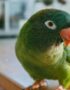 Blue Crown Conure | Nearby Pets India
