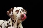 Nearby Dalmatian Puppy | White & Liver Brown