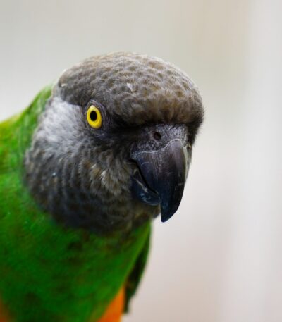 Senegal Parrot