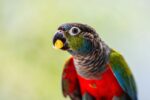Crimson Bellied Conure