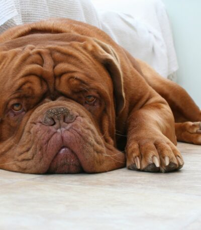 Nearby French Mastiff Puppy