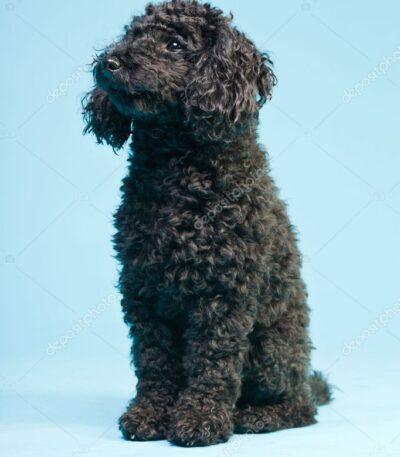 Black Toy Poodle