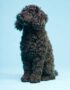 Black Toy Poodle