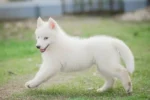 Nearby Siberian Husky | White Color With Blue Eye