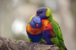Rainbow Lorikeet