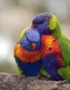 Rainbow Lorikeet