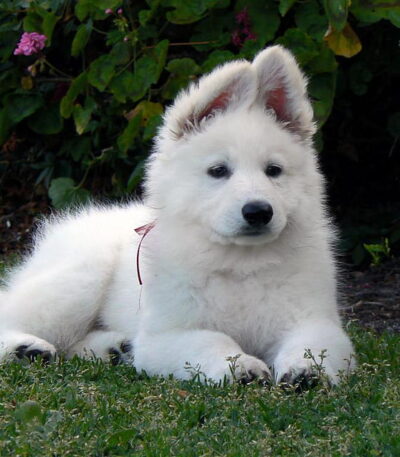 Nearby German Shepherd | White