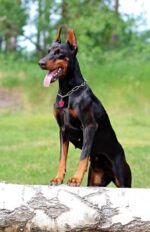 Nearby European Doberman Puppy
