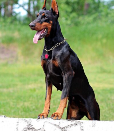Nearby European Doberman Puppy