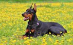 Nearby European Doberman Puppy