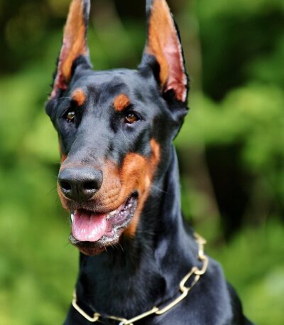 Nearby European Doberman Puppy