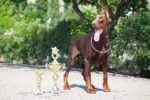 Nearby Doberman Pinscher Puppy | Brown & Rust Color
