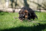 Nearby German Shepherd Puppy | Black and Tan