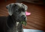 Nearby Cane Corso Puppy